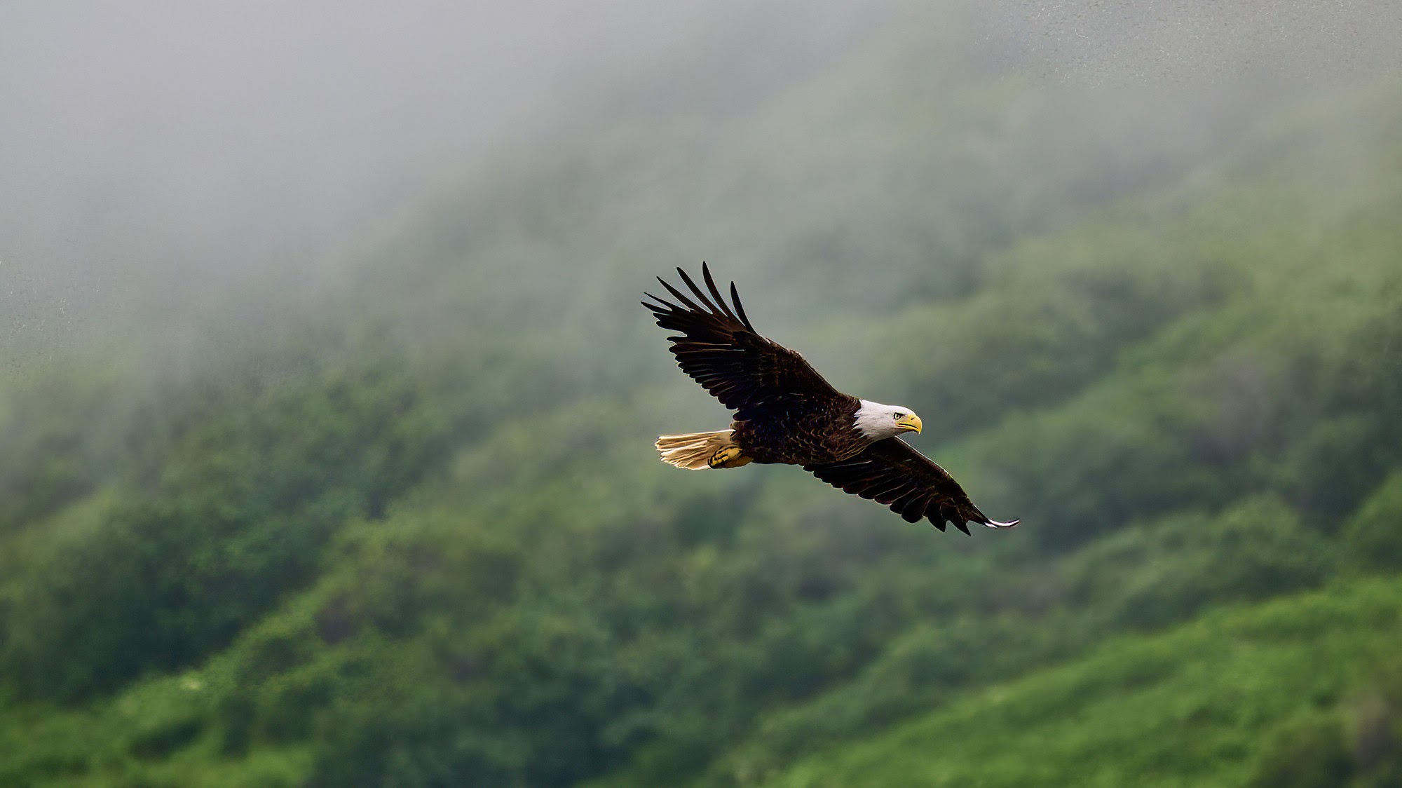 A bald eagle soars with outstretched wings against a backdrop of misty, green hills and foggy sky, showing its white head and tail and dark brown body.