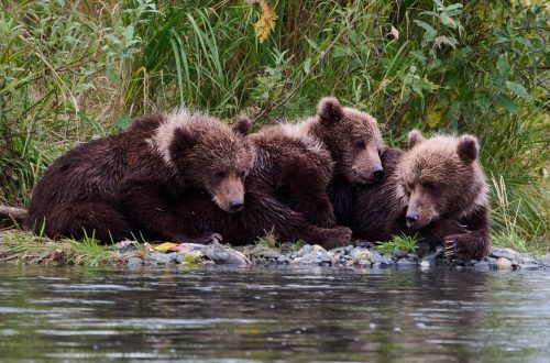 Three brown bear cubs lie close together on the riverbank, surrounded by green vegetation, with the water in the foreground.