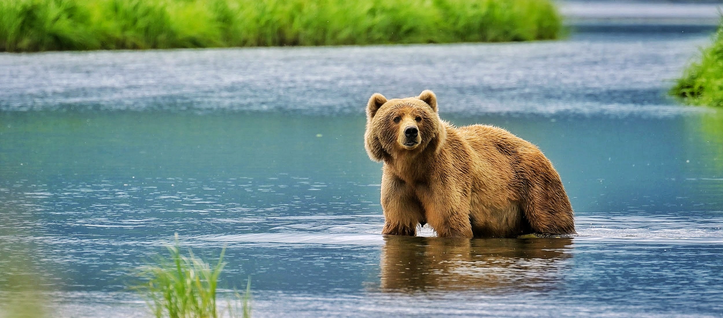 A brown bear stands in shallow water, surrounded by green grass and calm blue water, with a blurred background of more water and grass.