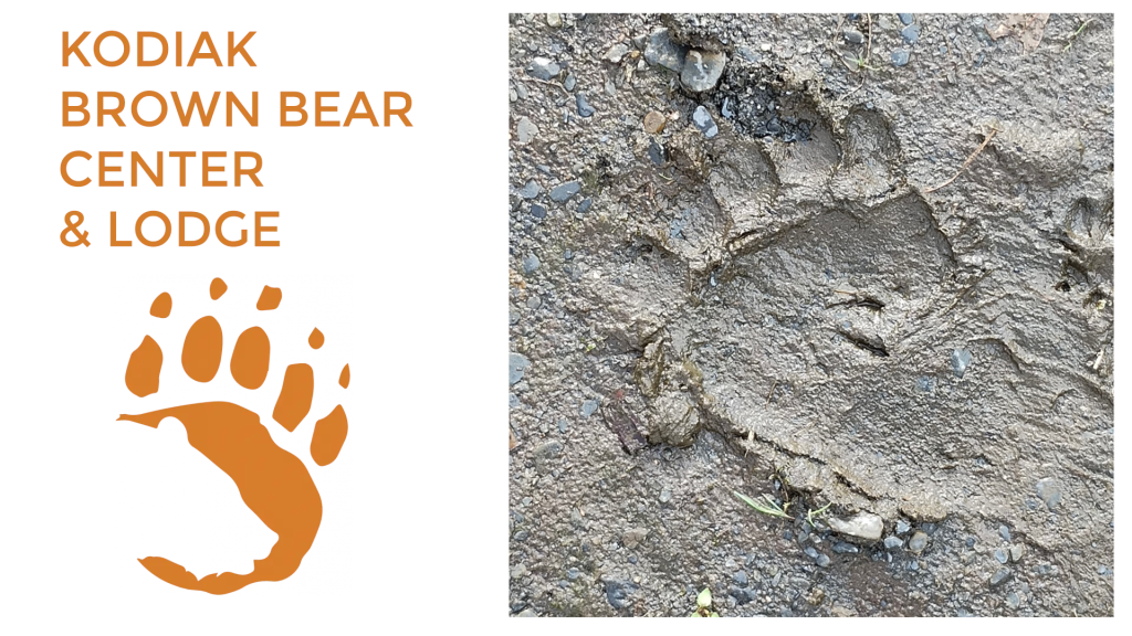 Logo and text for Kodiak Brown Bear Center Lodge on the left, with an orange bear paw graphic. On the right, a photo of a large brown bear paw print in wet, muddy ground.