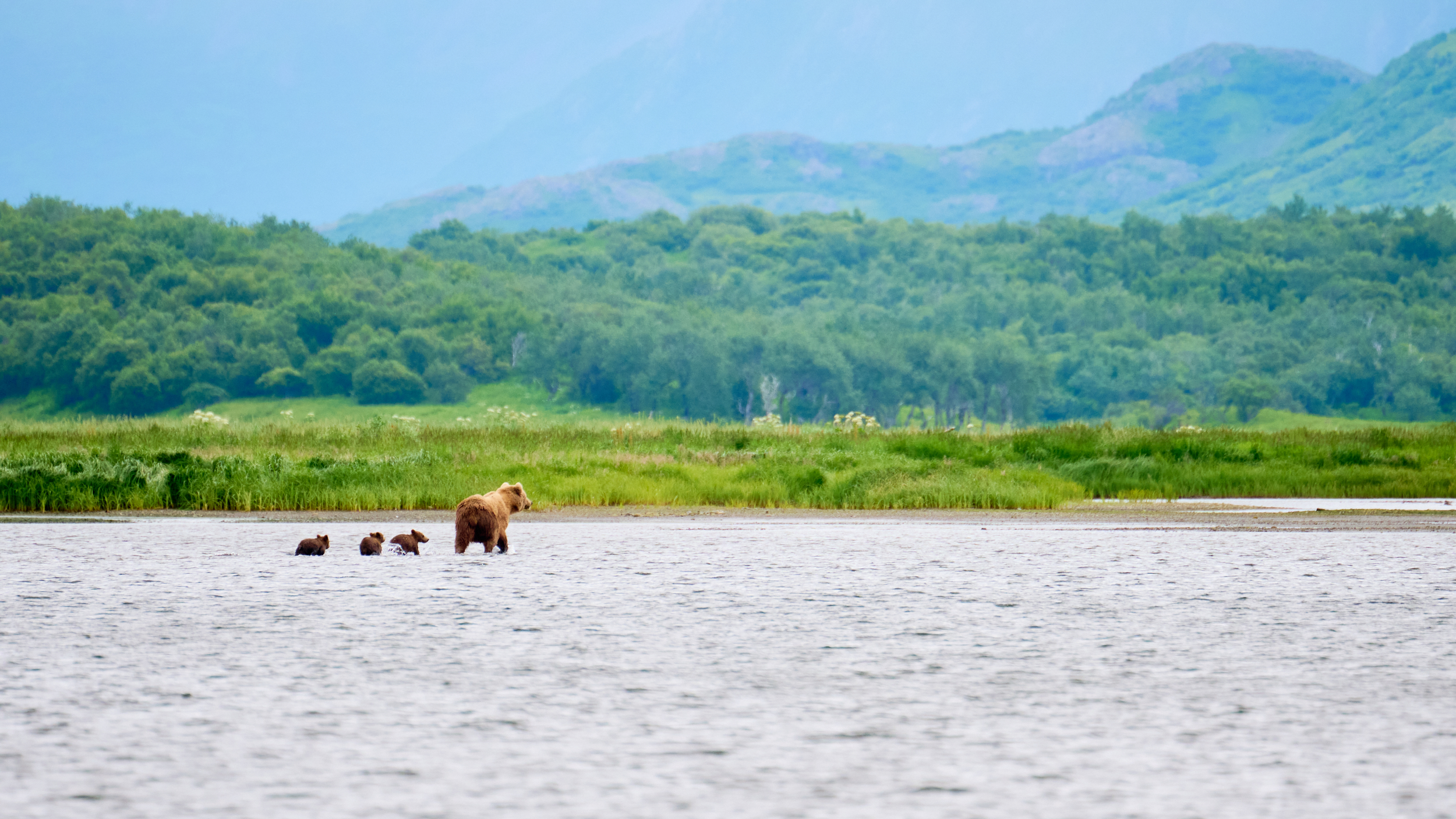 A brown bear with three cubs walks through shallow water, surrounded by lush green vegetation and distant mountains on a cloudy day.