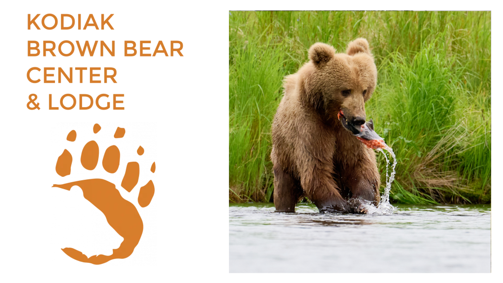A brown bear stands in a river, catching a fish in its mouth. On the left, orange text reads Kodiak Brown Bear Center Lodge above a bear paw print graphic. Green grass is visible in the background.